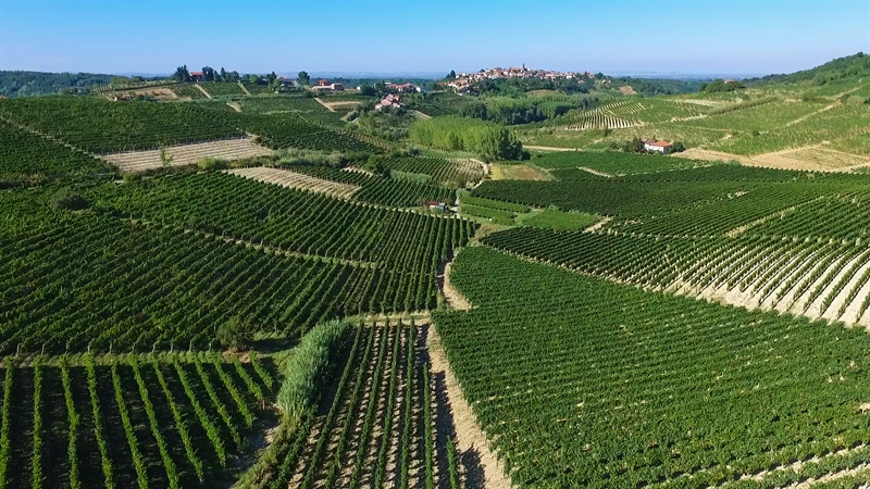 Qualità e diversificazione: da qui passa il futuro del vino cooperativo