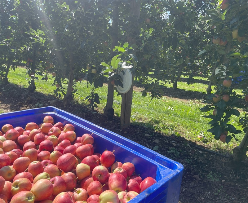 Un’estate favorevole per l’ortofrutta delle cooperative agricole piemontesi