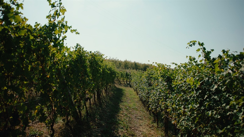 Vino piemontese e clima: dal confronto in Regione la richiesta di risposte strutturali per il...