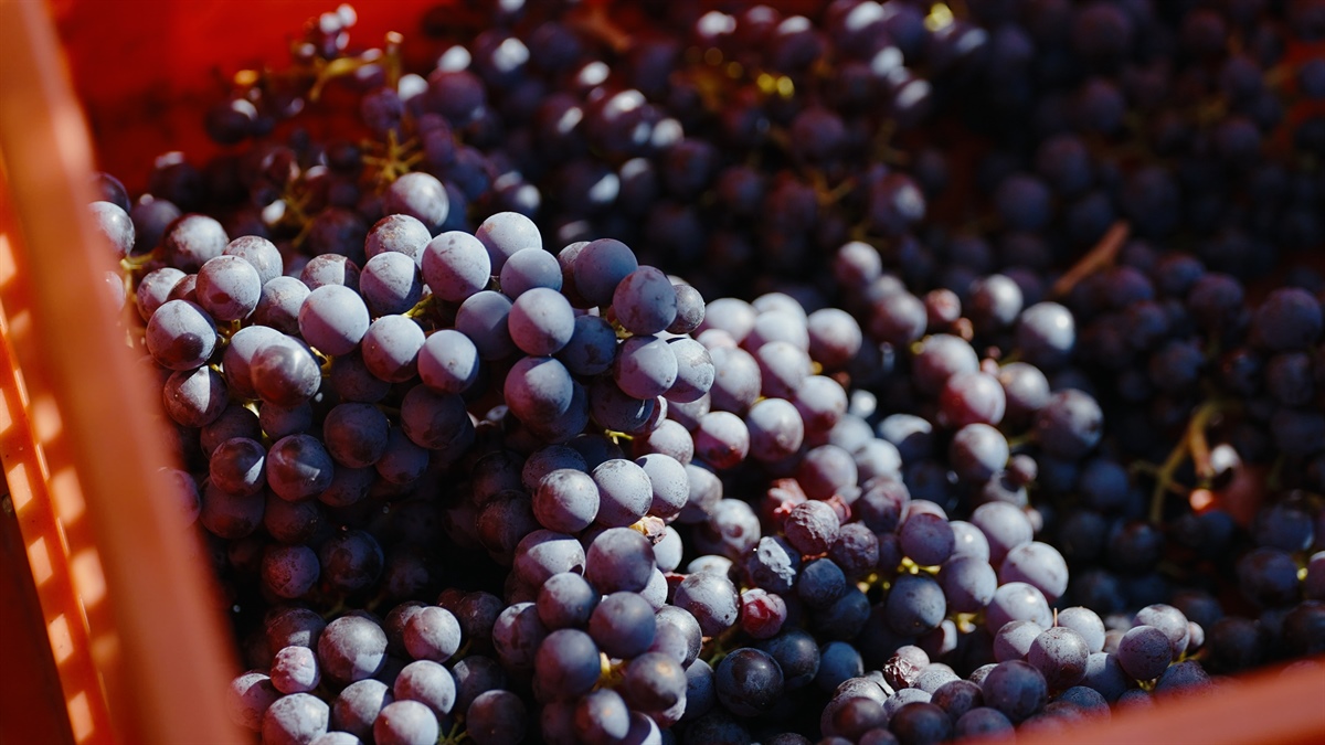 Una vendemmia anticipata, ma di alta qualità